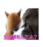 柴犬愈史郎と猫の茶々丸スタンプ（個別スタンプ：6）
