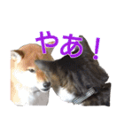 柴犬愈史郎と猫の茶々丸スタンプ（個別スタンプ：7）