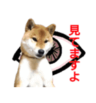 柴犬愈史郎と猫の茶々丸スタンプ（個別スタンプ：8）