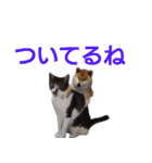 柴犬愈史郎と猫の茶々丸スタンプ（個別スタンプ：9）