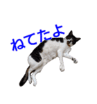 柴犬愈史郎と猫の茶々丸スタンプ（個別スタンプ：10）