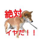 柴犬愈史郎と猫の茶々丸スタンプ（個別スタンプ：11）