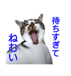 柴犬愈史郎と猫の茶々丸スタンプ（個別スタンプ：12）