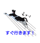 柴犬愈史郎と猫の茶々丸スタンプ（個別スタンプ：13）
