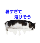 柴犬愈史郎と猫の茶々丸スタンプ（個別スタンプ：14）