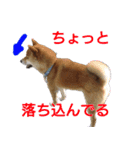 柴犬愈史郎と猫の茶々丸スタンプ（個別スタンプ：15）