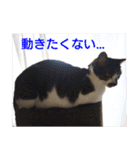 柴犬愈史郎と猫の茶々丸スタンプ（個別スタンプ：17）