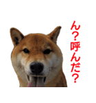 柴犬愈史郎と猫の茶々丸スタンプ（個別スタンプ：18）