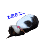 柴犬愈史郎と猫の茶々丸スタンプ（個別スタンプ：19）