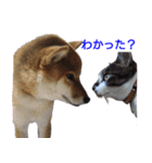 柴犬愈史郎と猫の茶々丸スタンプ（個別スタンプ：20）