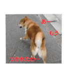 柴犬愈史郎と猫の茶々丸スタンプ（個別スタンプ：21）
