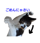 柴犬愈史郎と猫の茶々丸スタンプ（個別スタンプ：22）