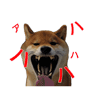 柴犬愈史郎と猫の茶々丸スタンプ（個別スタンプ：23）