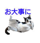 柴犬愈史郎と猫の茶々丸スタンプ（個別スタンプ：24）