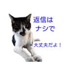 柴犬愈史郎と猫の茶々丸スタンプ（個別スタンプ：25）