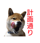 柴犬愈史郎と猫の茶々丸スタンプ（個別スタンプ：26）