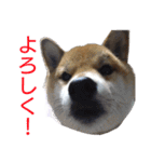 柴犬愈史郎と猫の茶々丸スタンプ（個別スタンプ：27）