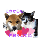 柴犬愈史郎と猫の茶々丸スタンプ（個別スタンプ：28）