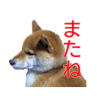 柴犬愈史郎と猫の茶々丸スタンプ（個別スタンプ：30）