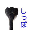 柴犬愈史郎と猫の茶々丸スタンプ（個別スタンプ：31）