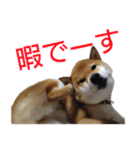 柴犬愈史郎と猫の茶々丸スタンプ（個別スタンプ：32）