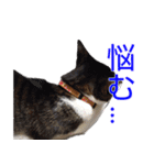 柴犬愈史郎と猫の茶々丸スタンプ（個別スタンプ：33）