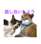 柴犬愈史郎と猫の茶々丸スタンプ（個別スタンプ：34）