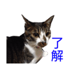 柴犬愈史郎と猫の茶々丸スタンプ（個別スタンプ：35）
