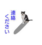 柴犬愈史郎と猫の茶々丸スタンプ（個別スタンプ：36）