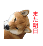 柴犬愈史郎と猫の茶々丸スタンプ（個別スタンプ：37）
