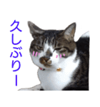 柴犬愈史郎と猫の茶々丸スタンプ（個別スタンプ：38）