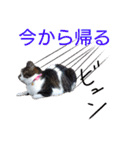 柴犬愈史郎と猫の茶々丸スタンプ（個別スタンプ：39）