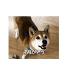 柴犬ひるねとシーズーふとん［01］（個別スタンプ：1）