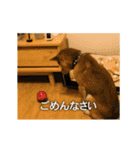 柴犬ひるねとシーズーふとん［01］（個別スタンプ：2）