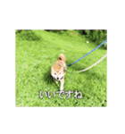 柴犬ひるねとシーズーふとん［01］（個別スタンプ：3）