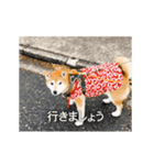 柴犬ひるねとシーズーふとん［01］（個別スタンプ：4）