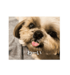 柴犬ひるねとシーズーふとん［01］（個別スタンプ：5）