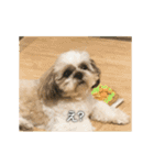 柴犬ひるねとシーズーふとん［01］（個別スタンプ：6）