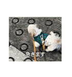 柴犬ひるねとシーズーふとん［01］（個別スタンプ：7）