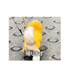 柴犬ひるねとシーズーふとん［01］（個別スタンプ：8）