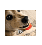 柴犬ひるねとシーズーふとん［01］（個別スタンプ：9）