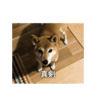 柴犬ひるねとシーズーふとん［01］（個別スタンプ：10）