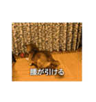 柴犬ひるねとシーズーふとん［01］（個別スタンプ：11）