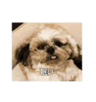 柴犬ひるねとシーズーふとん［01］（個別スタンプ：13）