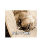 柴犬ひるねとシーズーふとん［01］（個別スタンプ：14）