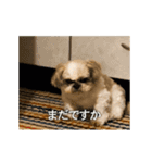 柴犬ひるねとシーズーふとん［01］（個別スタンプ：15）