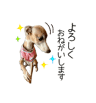毎日つかえる！イタグレ！【日常会話】（個別スタンプ：5）