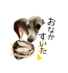 毎日つかえる！イタグレ！【日常会話】（個別スタンプ：9）