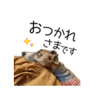 毎日つかえる！イタグレ！【日常会話】（個別スタンプ：13）