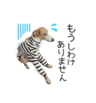 毎日つかえる！イタグレ！【日常会話】（個別スタンプ：18）